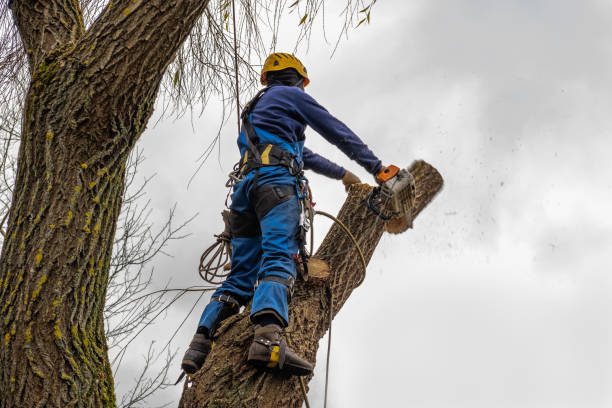 Best Fruit Tree Pruning  in Benton Heights, MI